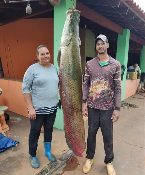 Pescador fisga, pela quarta vez, pirarucu gigante