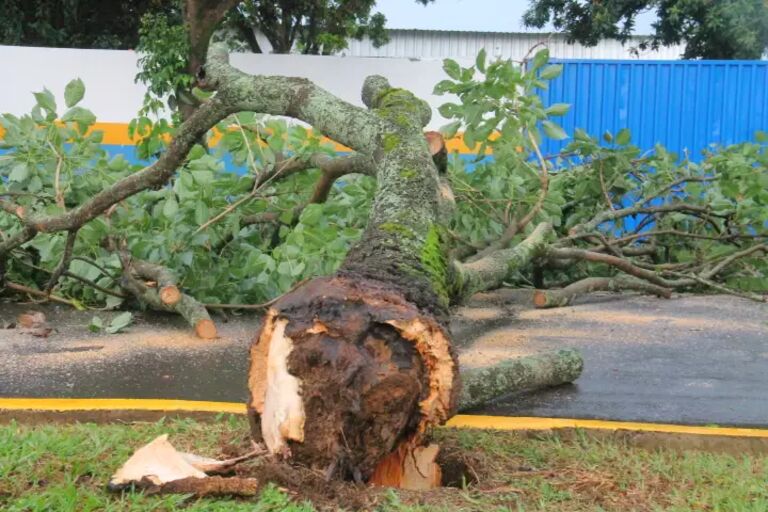 Vendaval derruba árvore e causa estragos em Chapadão do Sul
