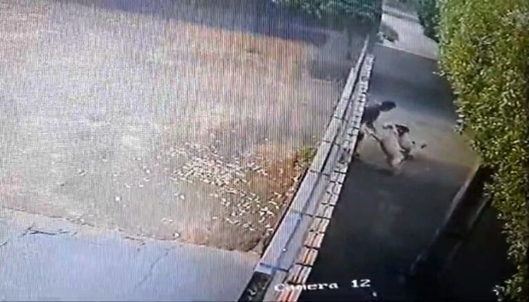 Cassilândia: veja vídeo do ataque dos cachorros pitbulls contra o servidor público na manhã desta quinta-feira 