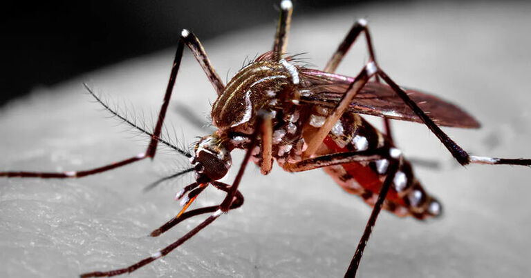 Em uma semana, Estado registra 119 novos casos de dengue