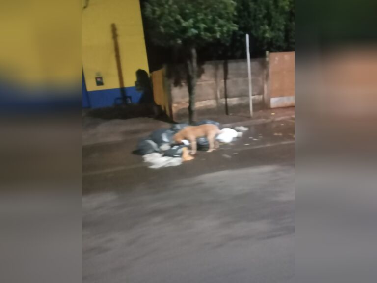 Cassilândia: lixo, canos estourados e mato em quintais e calçadas
