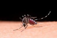 Dengue: sobe para 14 o número de mortes causadas pela doença este ano