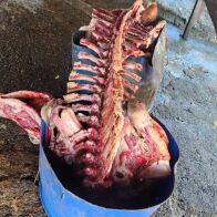 Em operação contra abate clandestino, 4,5 toneladas de carne são apreendidas