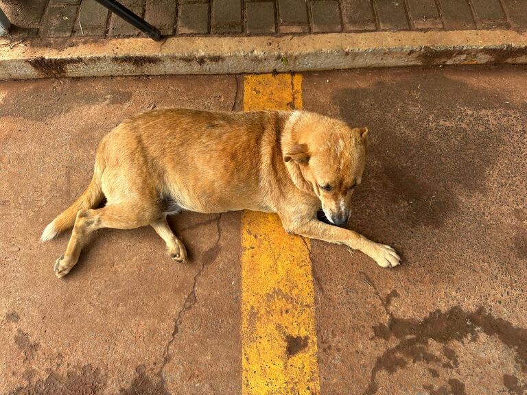 Vídeos: conheçam a Gorda e um casal muito simpático que vivem na Praça Sáo José 