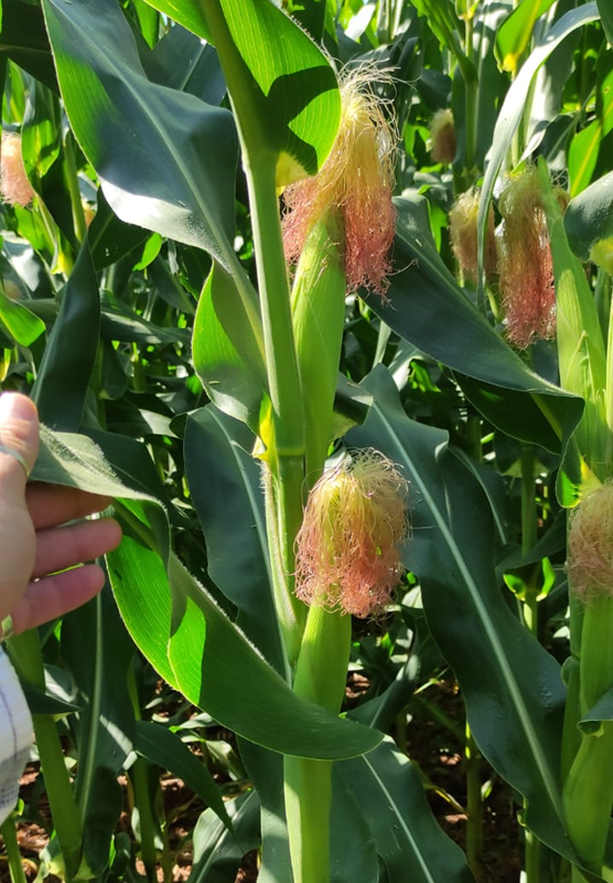 Professores do PGAC da Agronomia de Cassil&acirc;ndia lideram estudo de produto que eleva 60% produtividade do milho na seca 