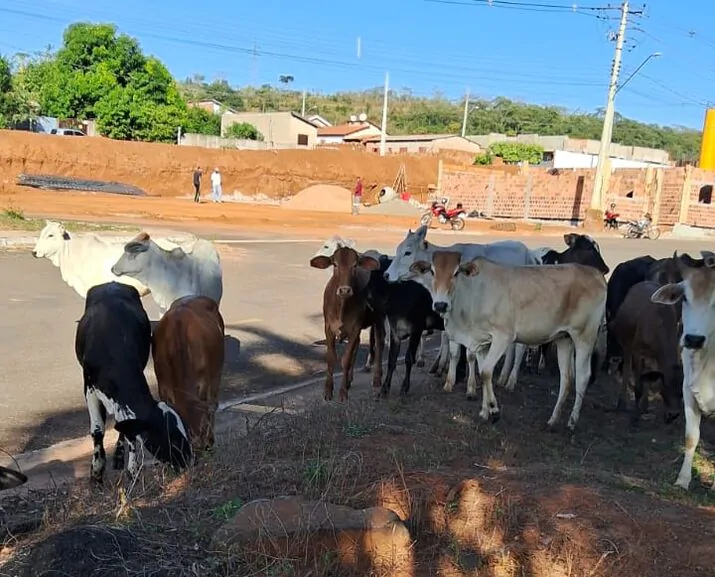 Presen&ccedil;a de gado solto no bairro Moreninhas preocupa moradores