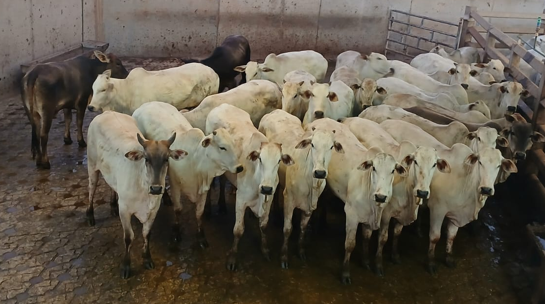 Bezerras de 3 a 8 meses terão vacinação obrigatória contra brucelose