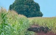 Geotecnologia mapeia invas&atilde;o e identifica 243 javalis e javaporcos