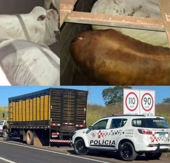 Pecuarista recupera 14 cabe&ccedil;as de gado ap&oacute;s golpe no pagamento