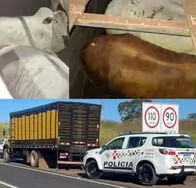 Pecuarista recupera 14 cabe&ccedil;as de gado ap&oacute;s golpe no pagamento