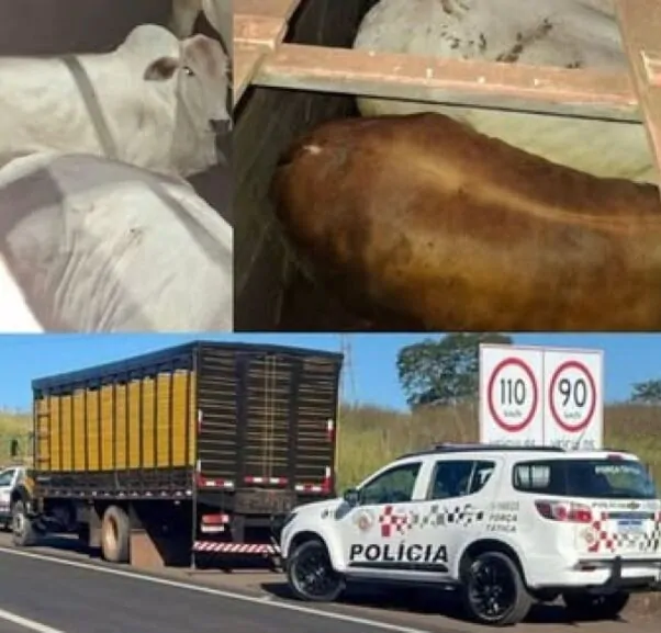 Pecuarista recupera 14 cabe&ccedil;as de gado ap&oacute;s golpe no pagamento
