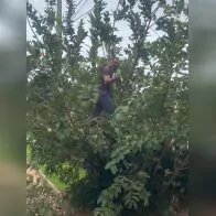 Secretaria de Saneamento justifica corte de goiabeiras no Jardim Oliveira
