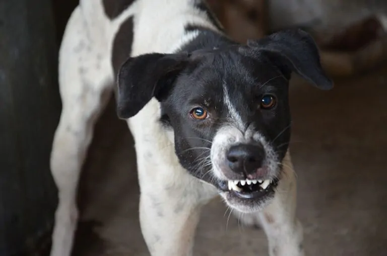 Ataque de cachorro a idoso de 83 anos gera cobran&ccedil;a por fiscaliza&ccedil;&atilde;o 