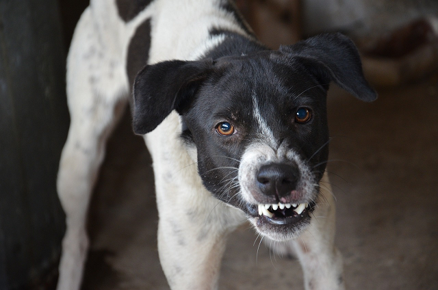 Ataque de cachorro a idoso de 83 anos gera cobrança por fiscalização