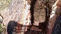 Enxame de abelhas em &aacute;rvore mobiliza apicultor e Pol&iacute;cia Ambiental em Cassil&acirc;ndia